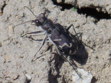 Cicindela tranquebarica - Oblique-lined Tiger Beetle