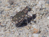 Cicindela repanda - Bronzed Tiger Beetle