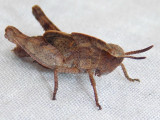Chortophaga viridifasciata viridifasciata - Northern Green-striped Grasshopper