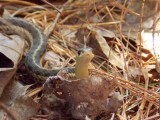 Thamnophis sirtalis sirtalis - Eastern Garter Snake