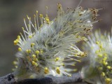 Salix discolor - American Willow