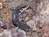Ambystoma laterale - Blue-spotted Salamander