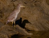 Juvenile yellow crowned night heron