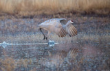 Early Morning Takeoff