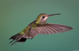 Female Broad Billed Hummingbird