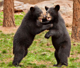 Bear Cubs