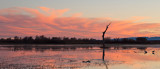 Bosque del Apache