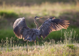 Great Blue Heron with Friend