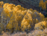 Autumn in Arizona