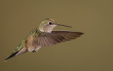 Hummingbirds