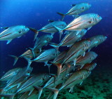 DSCF0750.JPG