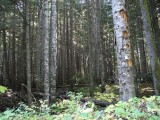 IMG_0336.JPG