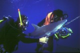 Shark Story NatGeo with David Doubilet 