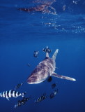 RS-Oceanic white-tip zeroes in