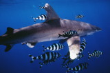 RS-Oceanic white-tip shark and escorts
