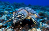 hawksbill sea turtle Rangiroa 01_resize.jpg