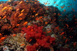 DSC_2961_resize.JPG