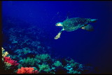 IMG0096ed_resize.jpg