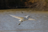 Aigrette garzette