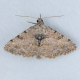 6405  Hollow-spotted Angle - Digrammia gnophosaria