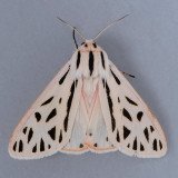 8199 Arge Tiger - Grammia arge