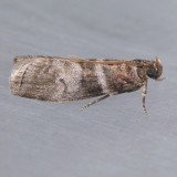 5802 Sweetgum Leafroller - Sciota uvinella