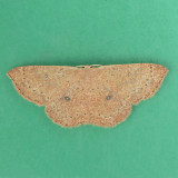 7136 Packard's Wave - Cyclophora packardi