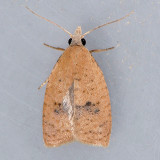 3731  Lentiginos Moth - Sparganothis lentiginosana