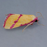 8480 Ernestine's Moth – Phytometra ernestinana