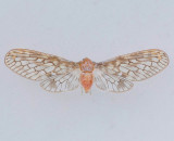 Mysidia mississippiensis