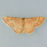 7114 Red-bordered Wave - Idaea demissaria