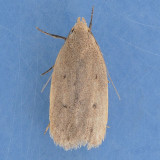 0901 Depressariodes sordidella