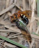 Cicada Killer with prey