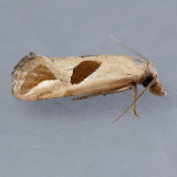 3763 Narrow-patch Carolella Moth - Carolella bimaculana