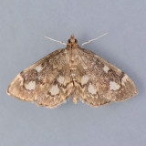 4953  Crowned Phlyctaenia  - Anania plectilis