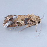 9669  Yellow-striped Armyworm Moth - Spodoptera ornithogalli