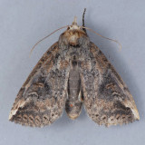 7949 Hippia packardi