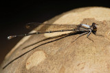 Blue-tipped Dancer male