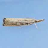 5399  Lesser Vagabond Sod Webworm  Agriphila ruricolellus