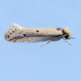 392  Tinea Moth - Tinea apicimaculella