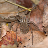 Wolf spider with young