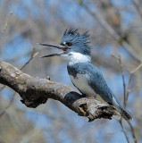 Belted Kingfisher male 2