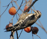 Yellow-bellied Sapsucker female