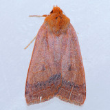 9945 Footpath Sallow – Metaxaglaea semitaria