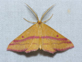 7146 Chickweed Geometer - Haematopis grataria