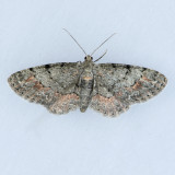 6443 Texas Gray - Glenoides texanaria