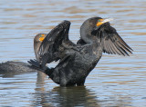Double-crested Cormorant