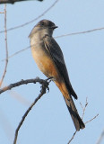Say's Phoebe