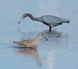 Blue Heron