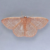 7046 Red-fringed Emerald - Nemoria bistriaria